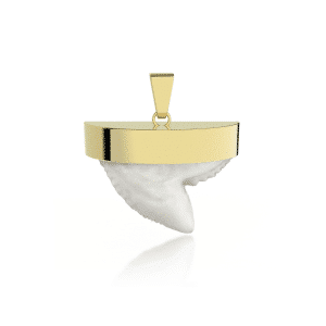 Ciondolo Dente Squalo Tigre in oro 18 kt con autentico dente di squalo tigre, design artigianale e spessore capsula personalizzabile.